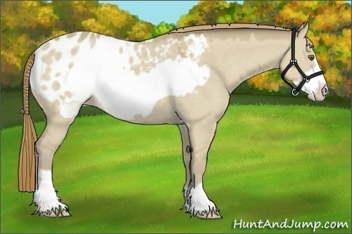 Horse Color:Classic Cream Champagne Dun Frame Appaloosa 