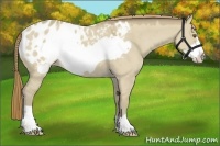 Horse Color:Classic Cream Champagne Dun Frame Appaloosa 