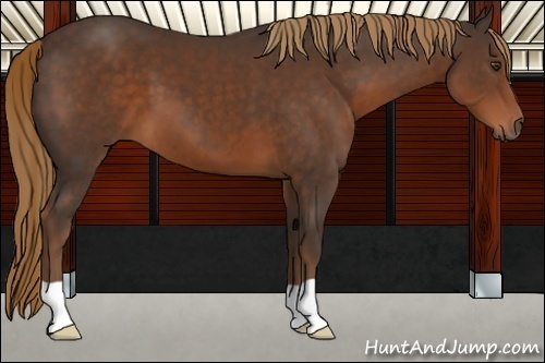 Horse Color:Liver Chestnut 