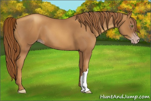 Horse Color:Gray Gold Champagne