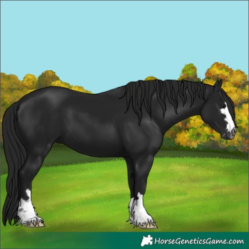 Horse Color:Gray Smoky Black 