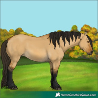 Horse Color:Gray Buckskin Dun 