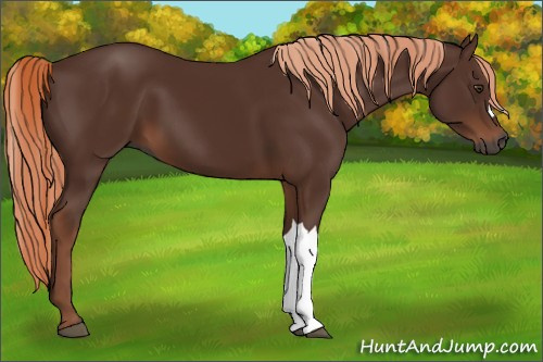 Horse Color:Gray Chestnut