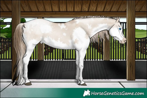 Horse Color:White Spotted Grullo Pearl Splash Tobiano 