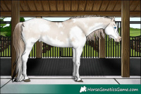 Horse Color:White Spotted Grullo Pearl Splash Tobiano 