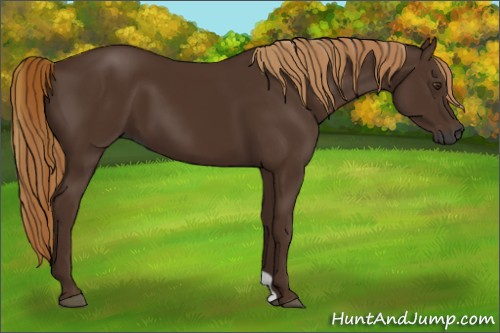 Horse Color:Gray Chestnut