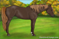 Horse Color:Gray Chestnut 