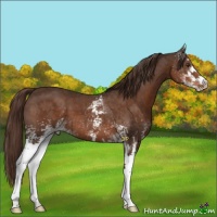 Horse Color:White Spotted Liver Chestnut 