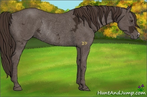 Horse Color:Liver Chestnut Ice Rabicano 