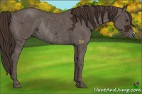 Horse Color:Liver Chestnut Ice Rabicano 