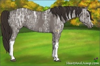 Horse Color:Liver Chestnut Ice Rabicano