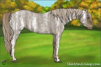 Horse Color:Chocolate Palomino Ice Roan