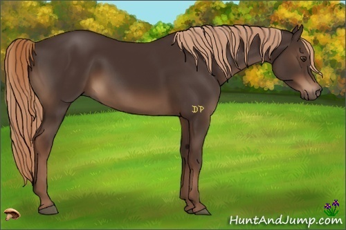Horse Color:Liver Chestnut 