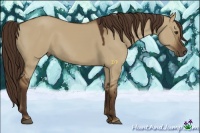 Horse Color:Liver Red Dun