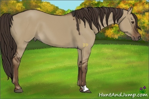 Horse Color:Liver Red Dun