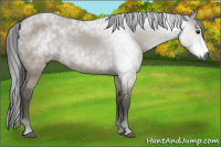 Horse Color:Gray Grullo 