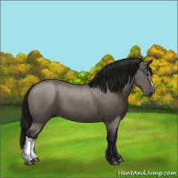 Horse Color:Gray Grullo 