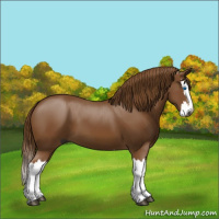 Horse Color:Gray Chestnut Splash