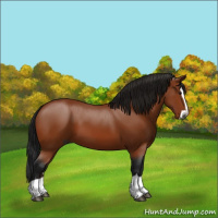 Horse Color:Gray Bay Splash 