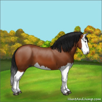Horse Color:Gray Bay Splash 