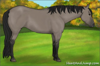Horse Color:Gray Grullo