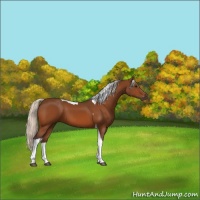 Horse Color:Silver Bay Tobiano