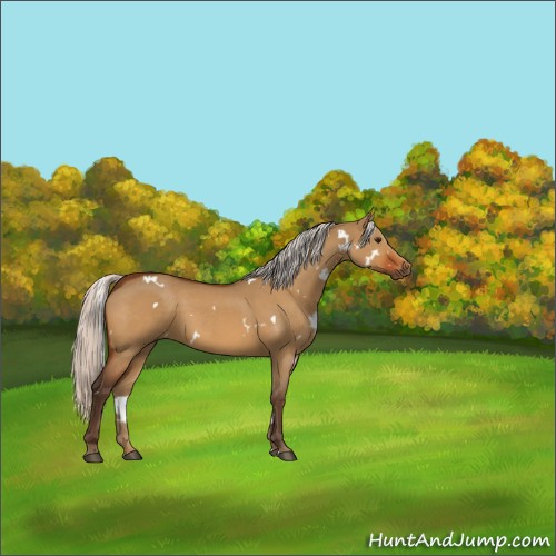 Horse Color:White Spotted Silver Bay Dun