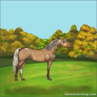 Horse Color:White Spotted Silver Bay Dun
