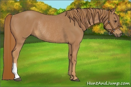 Horse Color:Chestnut Rabicano 