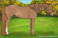 Horse Color:Chestnut Rabicano