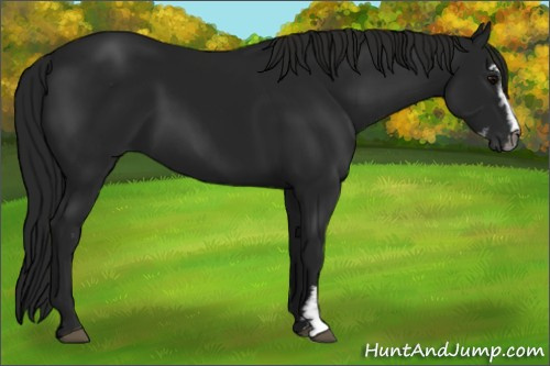Horse Color:Gray Black Sabino