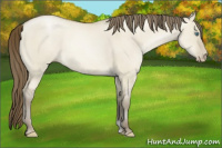 Horse Color:Gray Smoky Grullo Pearl 