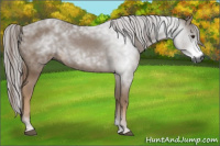 Horse Color:Gray Chestnut 