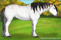 Horse Color:Gray White Spotted Bay Splash  and Gray White Spotted Bay Splash Rabicano 