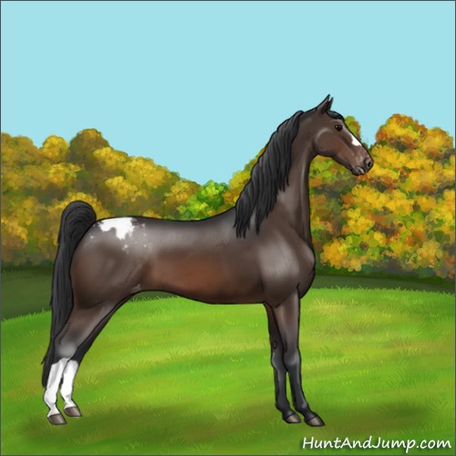 Horse Color:Brown Appaloosa