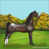Horse Color:Brown Appaloosa