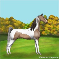 Horse Color:Sable Champagne Tobiano Appaloosa 