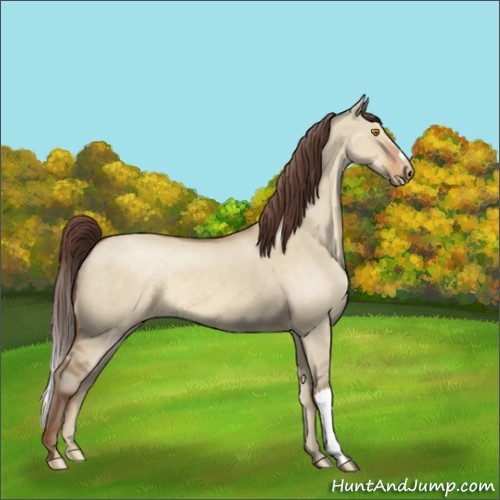 Horse Color:Sable Champagne Dun Appaloosa 