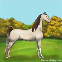 Horse Color:Sable Champagne Dun Appaloosa 