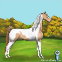 Horse Color:Gold Champagne Tobiano Appaloosa 