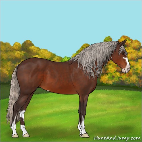 Horse Color:Silver Brown Sabino