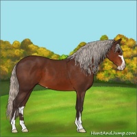 Horse Color:Silver Brown Sabino