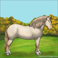 Horse Color:Gold Champagne Dun Appaloosa 