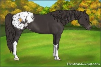 Horse Color:Smoky Black Appaloosa 