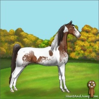 Horse Color:White Spotted Liver Chestnut Tobiano Appaloosa