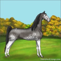 Horse Color:White Spotted Black Appaloosa