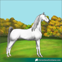 Horse Color:Gray Brown Snowcap 