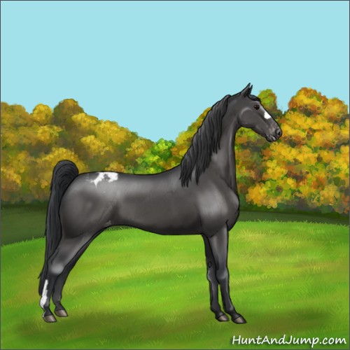 Horse Color:Black Appaloosa 