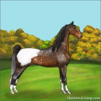 Horse Color:Buckskin Appaloosa 