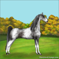 Horse Color:Gray White Spotted Brown Varnish 